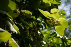 Passiflora holosericea